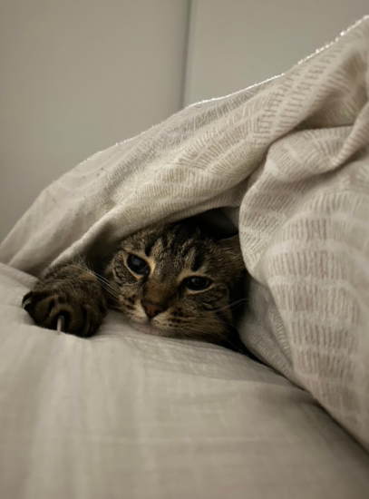 chat tigré sous une couette