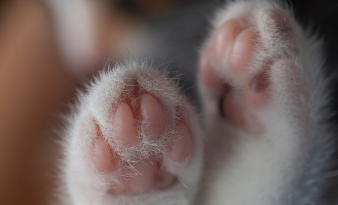 zoom sur les coussinets d'un chat