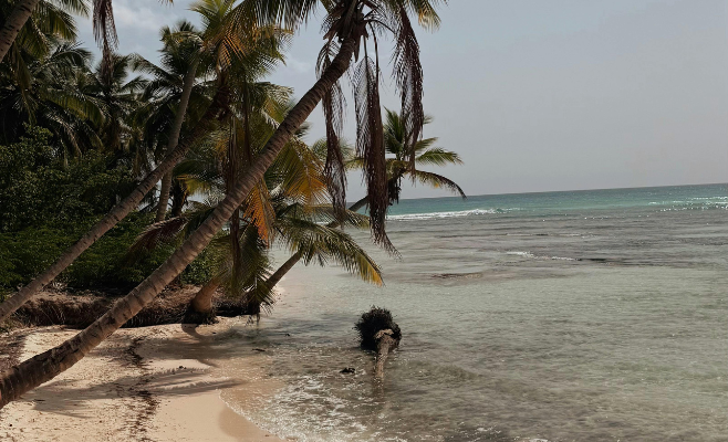 plage de sable blanc avec palmiers et mer turquoise