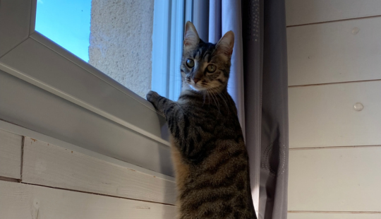 chat tigré debout sur le rebord d’une fenêtre